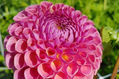 Dahlia 'Jowey Winnie' (Ball-Dahlie)