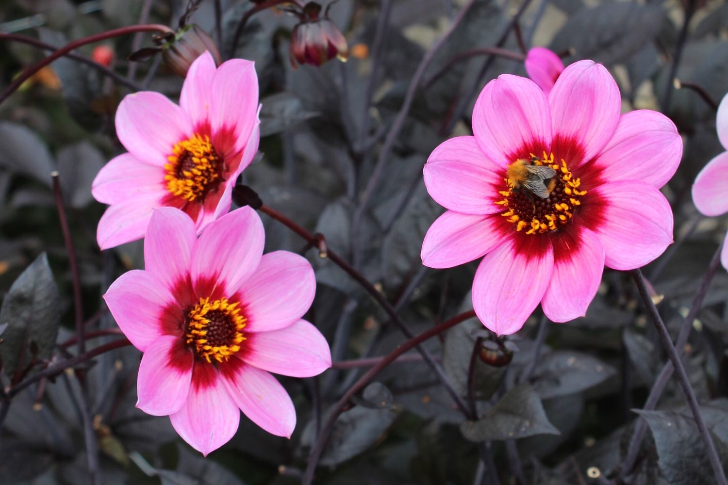 Dahlia 'Happy Single Wink' Schmuck-Dahlie