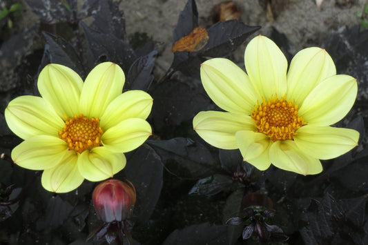 Dahlia 'Happy Days Lemon' Dahlie