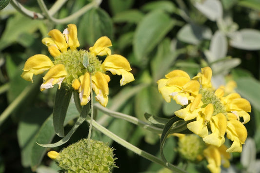 Phlomis chrysophylla Goldblättriges Brandkraut