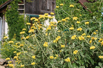 Phlomis chrysophylla (Goldblättriges Brandkraut)