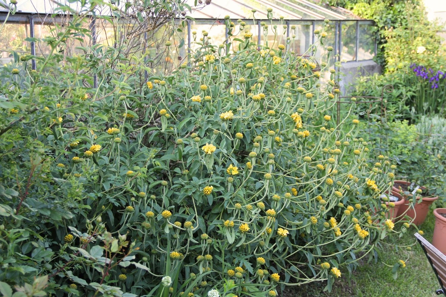 Phlomis chrysophylla (Goldblättriges Brandkraut)