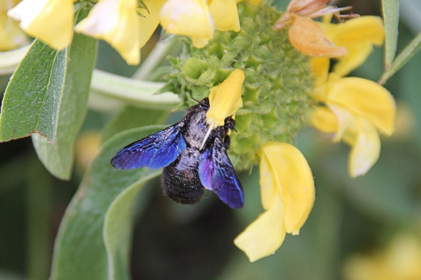 Phlomis chrysophylla (Goldblättriges Brandkraut)