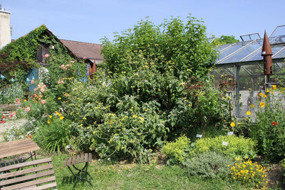 Phlomis chrysophylla (Goldblättriges Brandkraut)