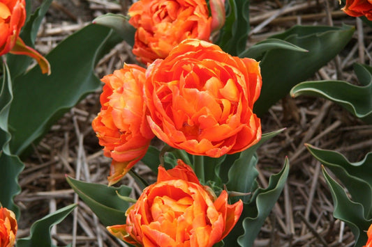 Tulipa 'Orca' Gefüllte Tulpe