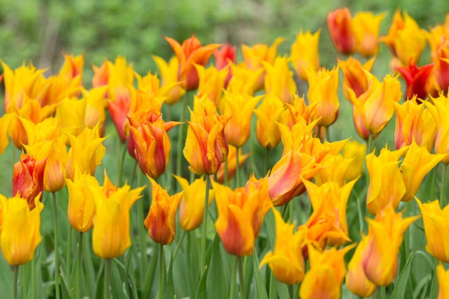 Tulipa 'Vendeeglobe' Tulpe
