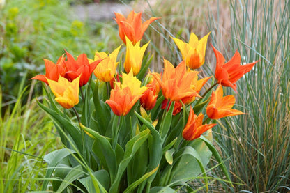 Tulipa 'Vendeeglobe' (Tulpe)