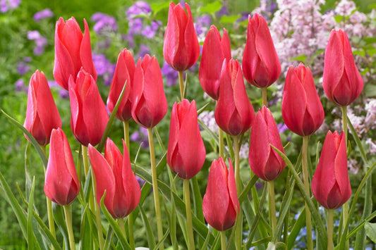 Tulipa clusiana 'Annika' Damen-Tulpe