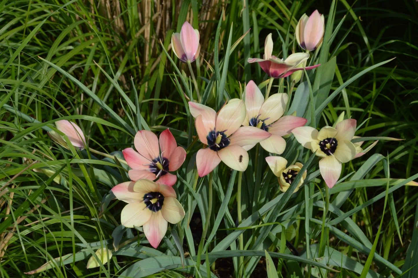 Tulipa clusiana 'Annika' (Damen-Tulpe)