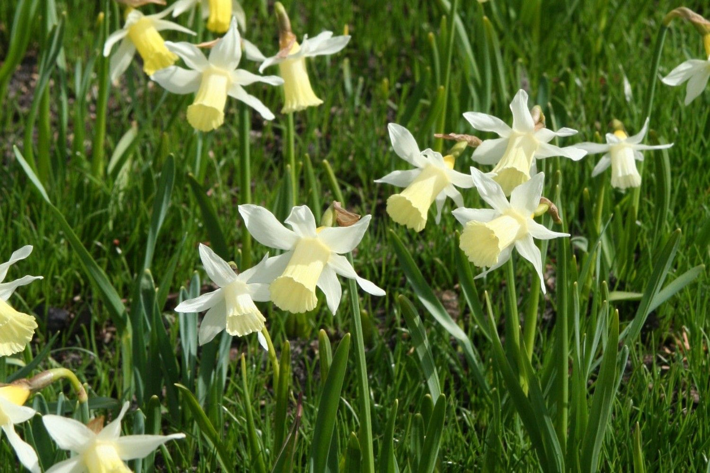 Narcissus 'Elka' Trompeten-Narzisse
