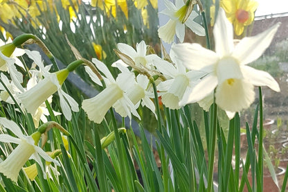 Narcissus 'Elka' (Trompeten-Narzisse)