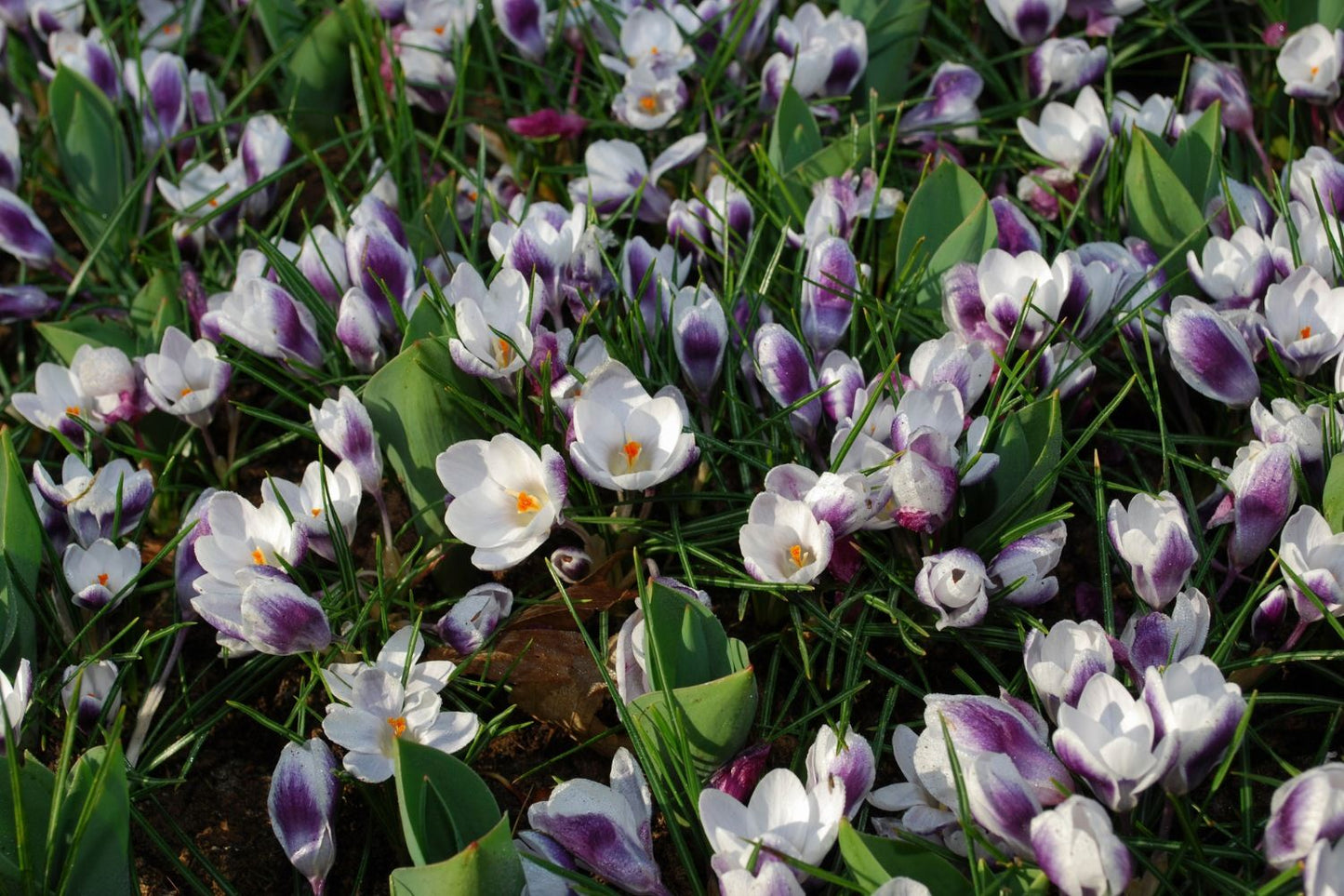 Crocus chrysanthus 'Prins Claus' (GartenKrokus)