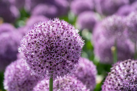 Allium 'Party Balloons' Kugellauch