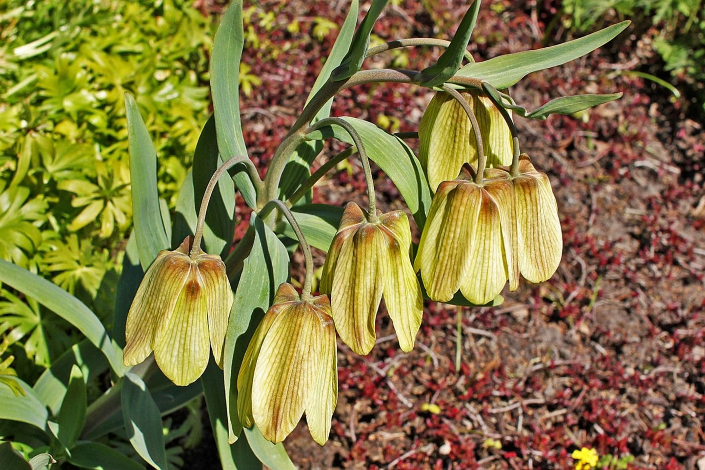 Fritillaria pallidiflora (Sibirische Schachbrettblume)