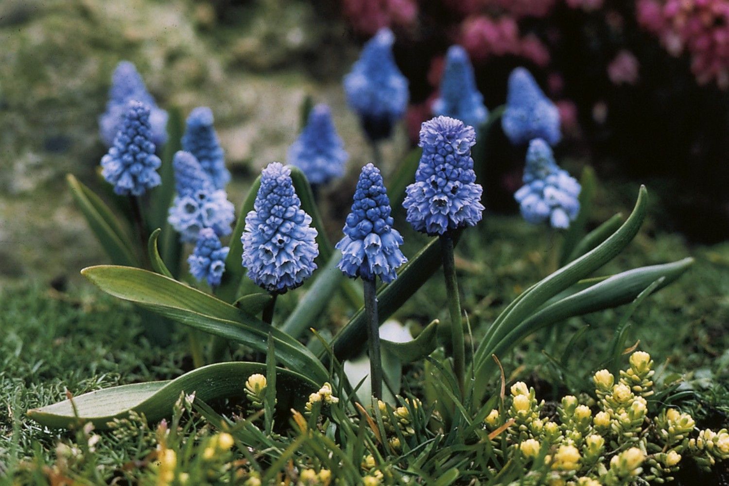 Muscari azureum Traubenhyazinthe
