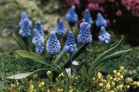 Muscari azureum Traubenhyazinthe