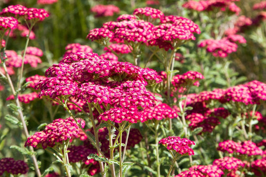 Achillea millefolium 'Summerwine' Schafgarbe