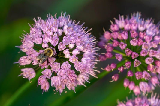 Allium 'Millenium' Zierlauch
