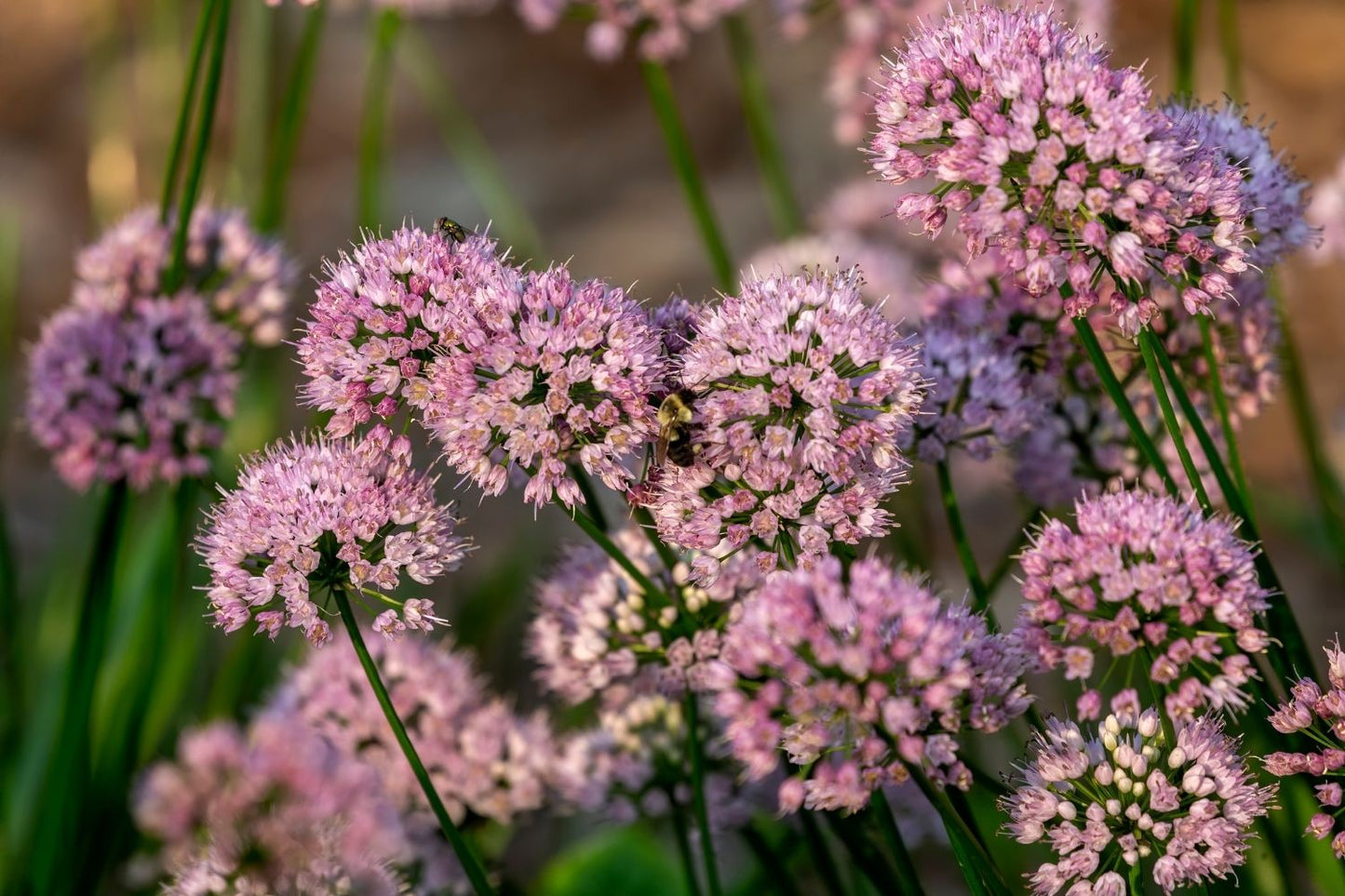 Allium 'Millenium' (Zierlauch)