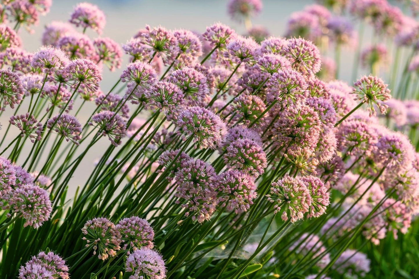 Allium 'Millenium' (Zierlauch)