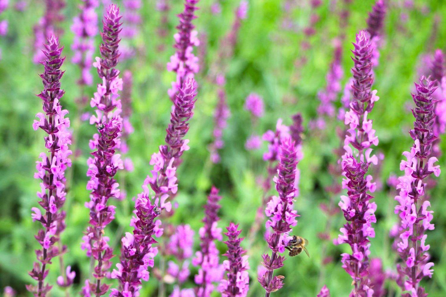 Salvia nemorosa 'Caradonna Pink' ® (Ziersalbei)