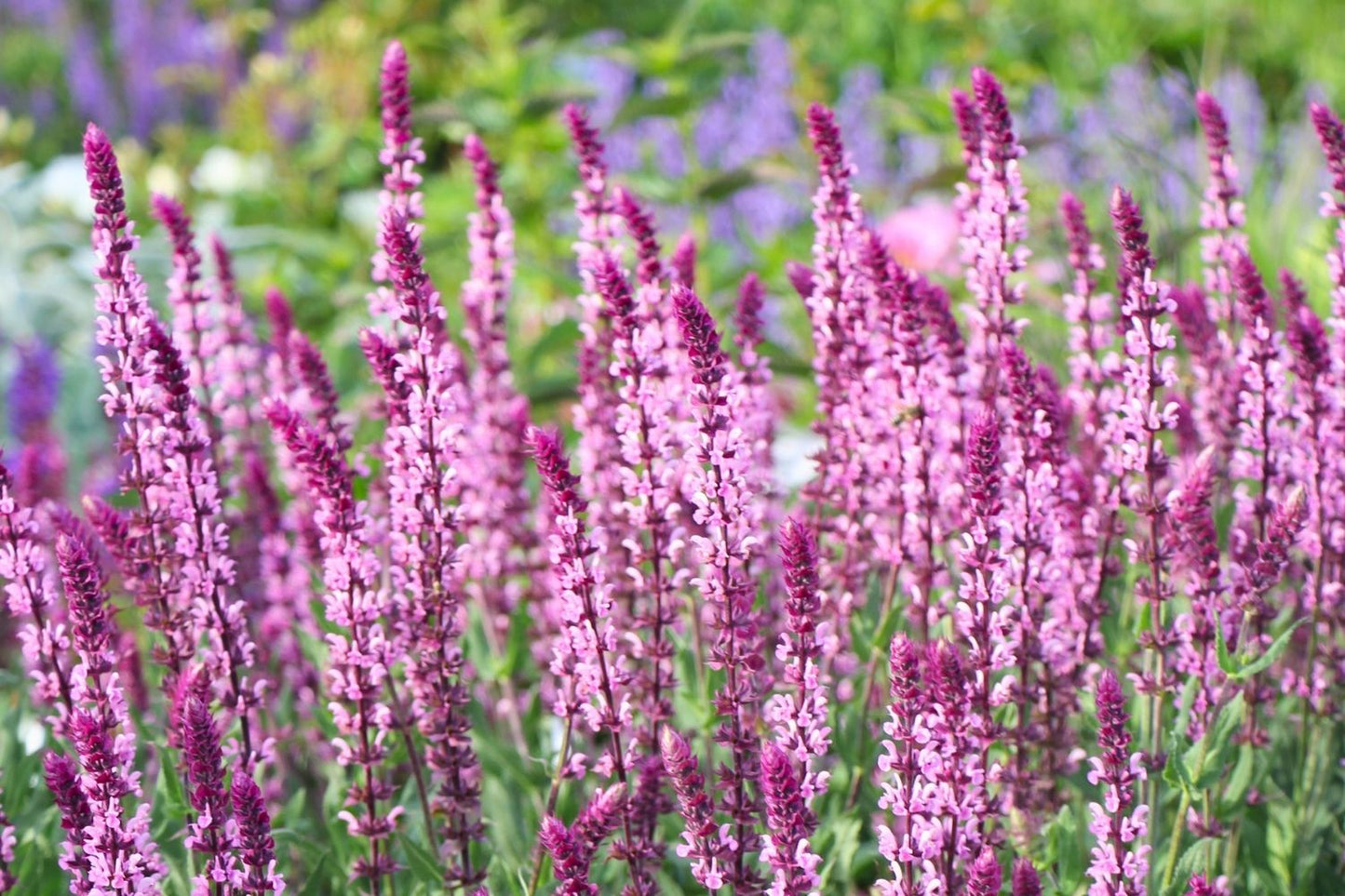 Salvia nemorosa 'Caradonna Pink' ® Ziersalbei