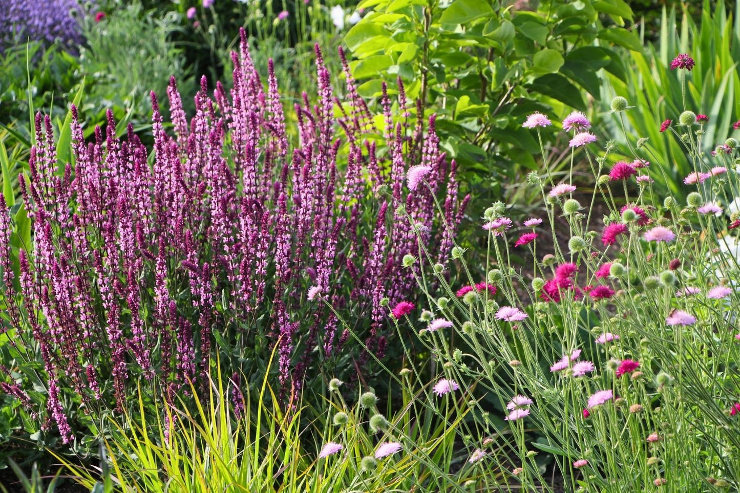 Salvia nemorosa 'Caradonna Pink' ® (Ziersalbei)