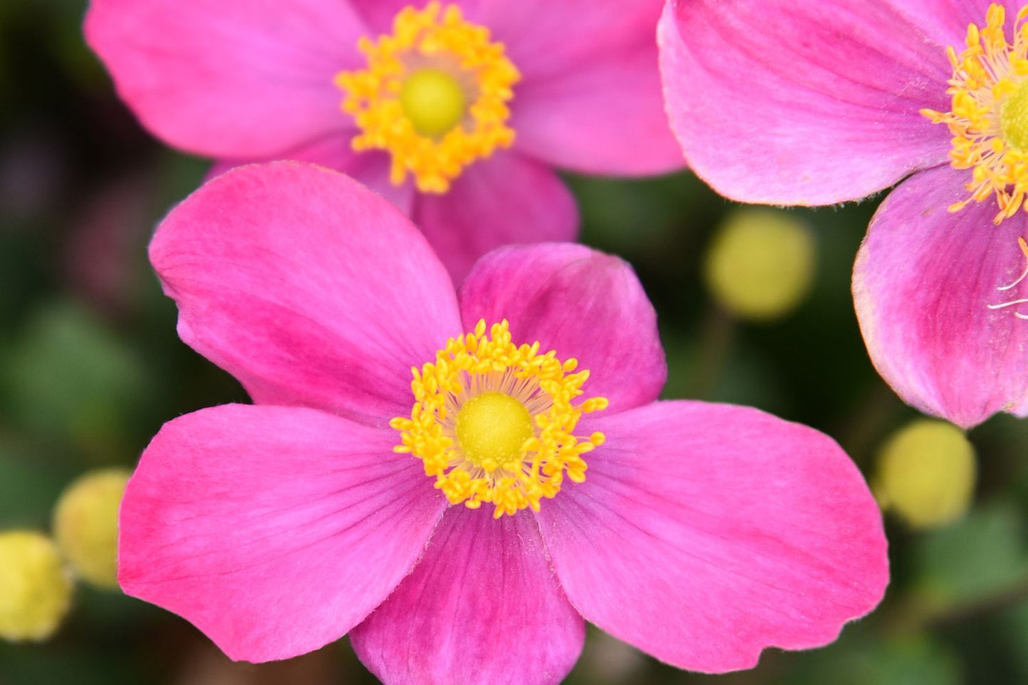 Anemone 'Little Breeze Kiss' Herbstanemone