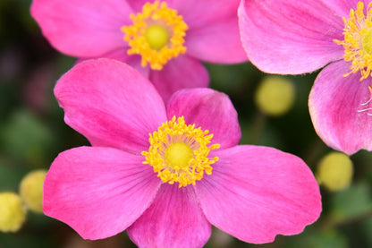 Anemone 'Little Breeze Kiss' Herbstanemone