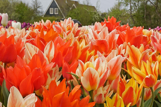 Tulpenmischung 'Fun Colours' Garten-Tulpenmischung