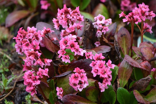 Bergenia cordifolia 'Flirt' ® Bergenie