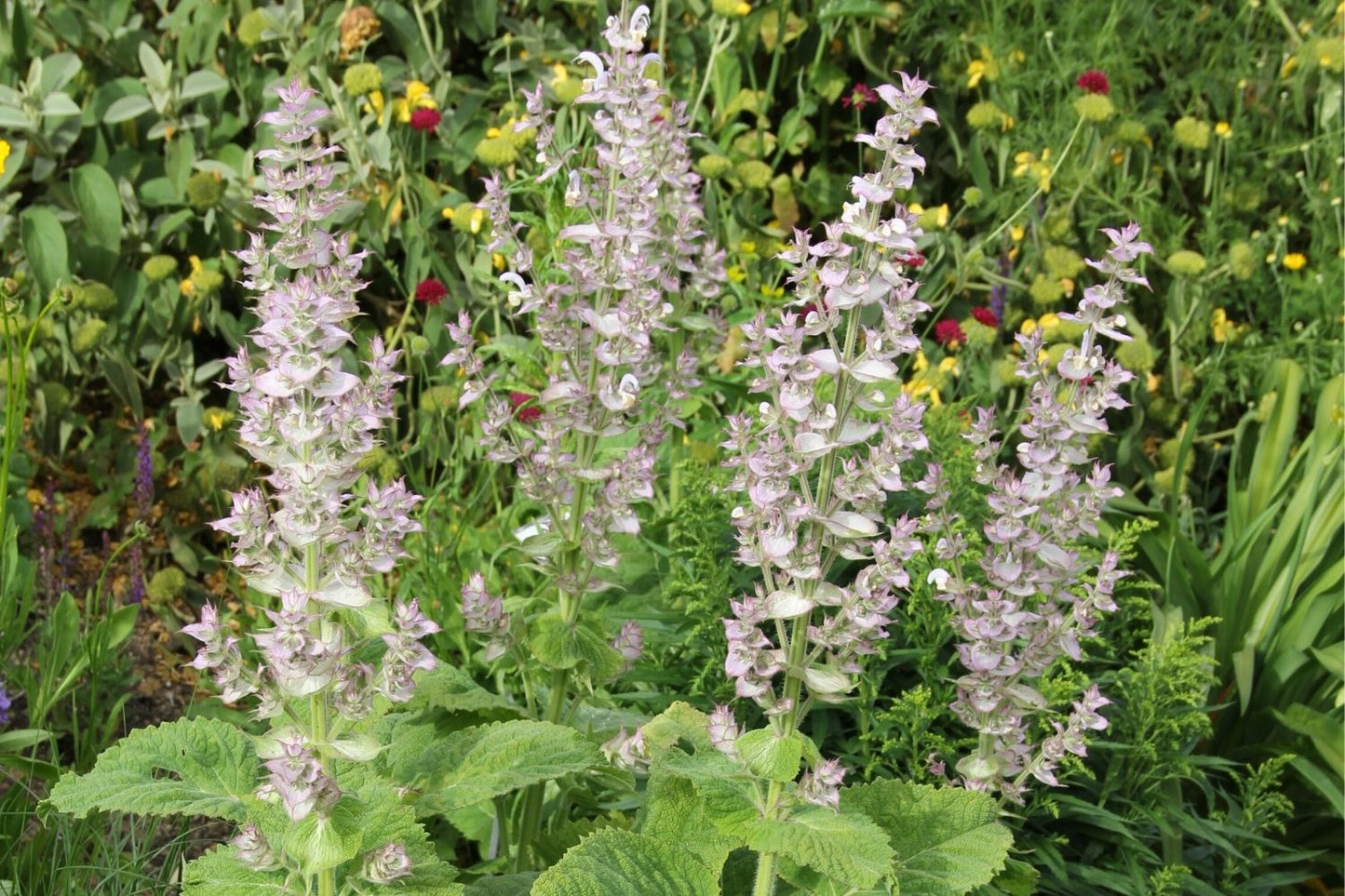 Salvia sclarea Garten-Muskateller-Salbei