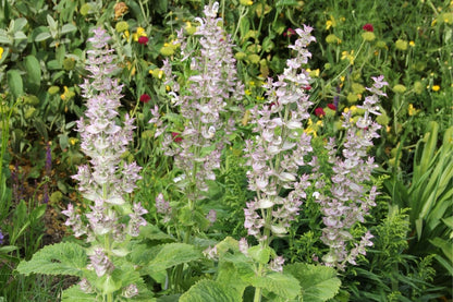 Salvia sclarea Garten-Muskateller-Salbei