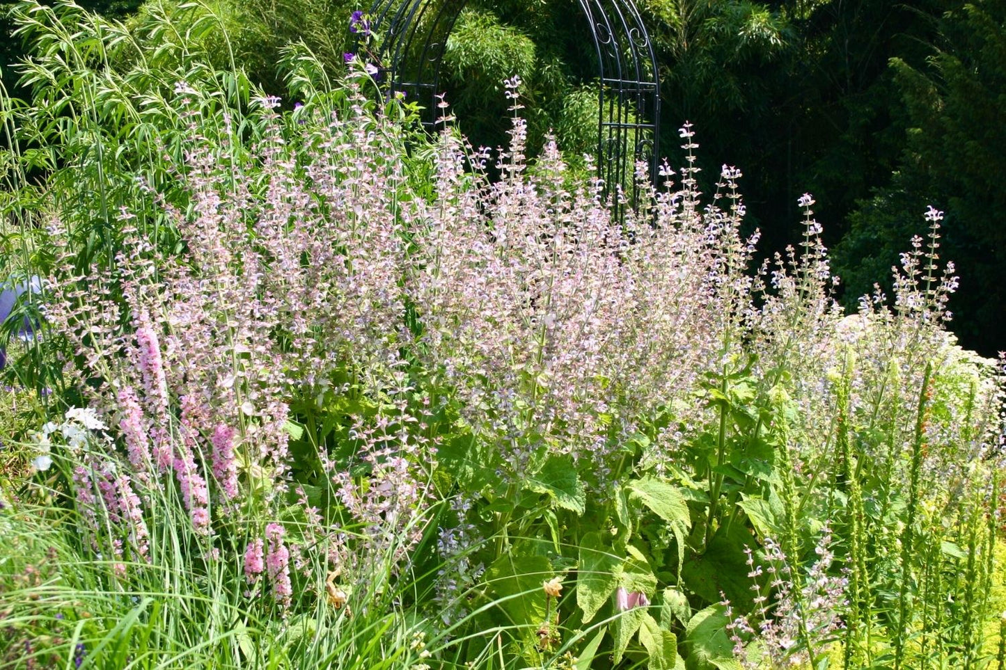 Salvia sclarea (Garten-Muskateller-Salbei)