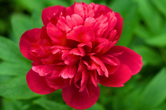 Paeonia lactiflora 'Lorelei' Staudenpfingstrose