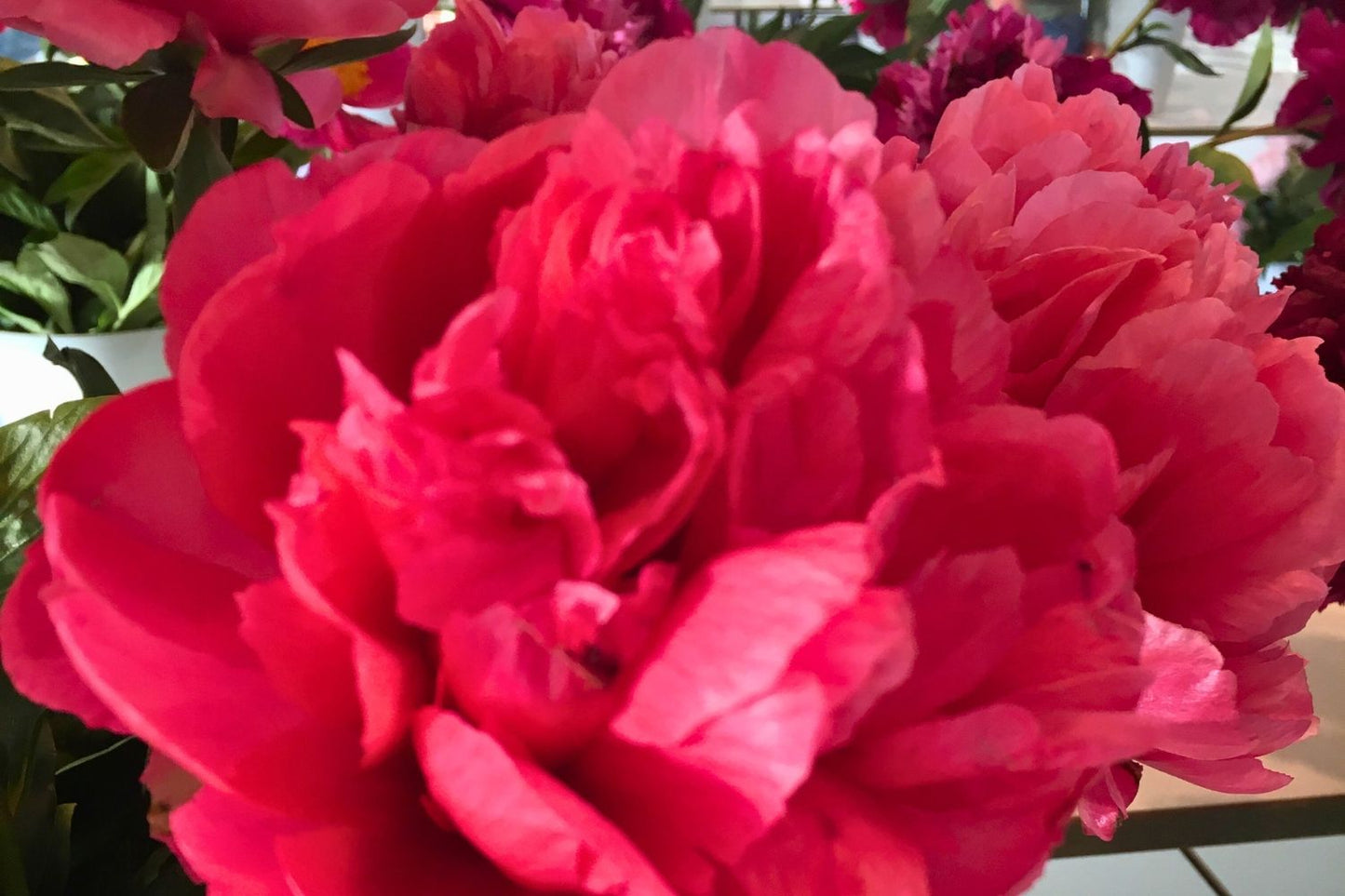 Paeonia lactiflora 'Lorelei' (Staudenpfingstrose)