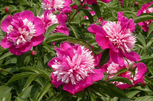 Paeonia lactiflora 'Daydream' Staudenpfingstrose