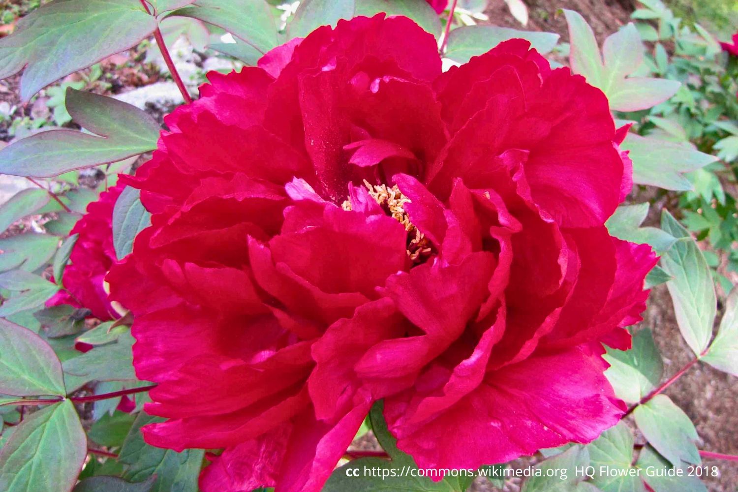 Paeonia suffruticosa 'Shimanokagayaki' Strauchpfingstrose 'Insel von Kagayaki'