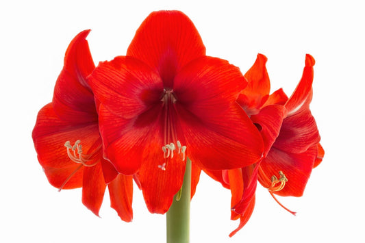 Hippeastrum Jumbo rot Amaryllis | Ritterstern