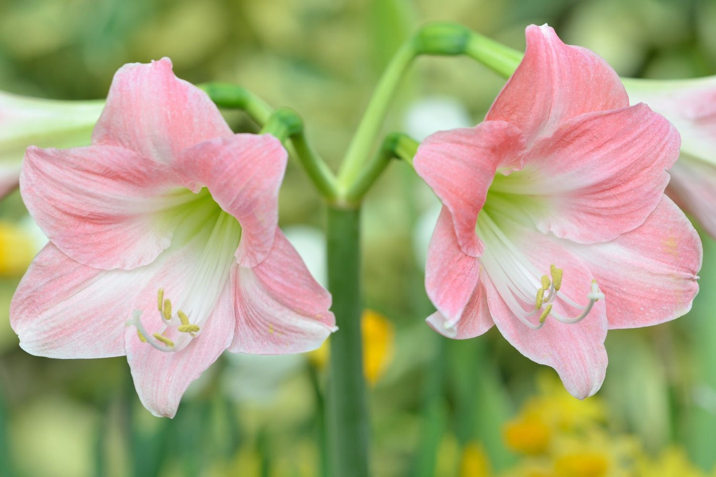 Hippeastrum rosa Amaryllis | Ritterstern