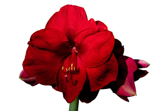 Hippeastrum dunkelrot Amaryllis | Ritterstern