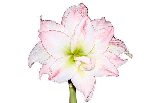 Hippeastrum rosa/weiß gefüllt Amaryllis | Ritterstern