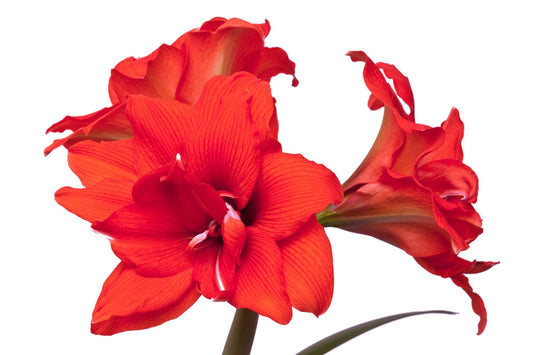 Hippeastrum rot gefüllt Amaryllis | Ritterstern