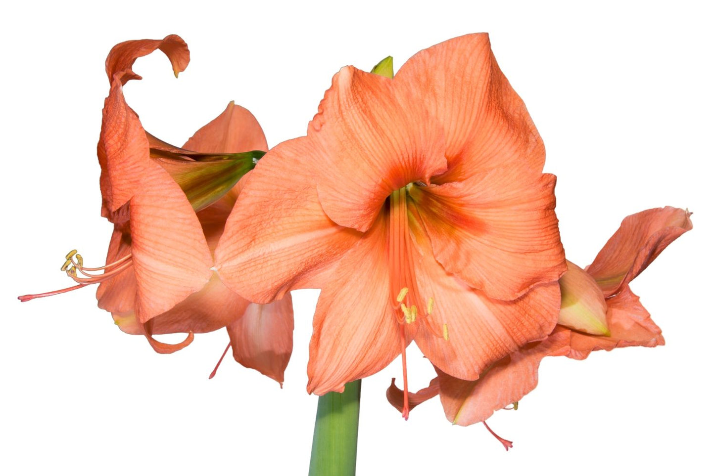 Hippeastrum lachs Amaryllis | Ritterstern