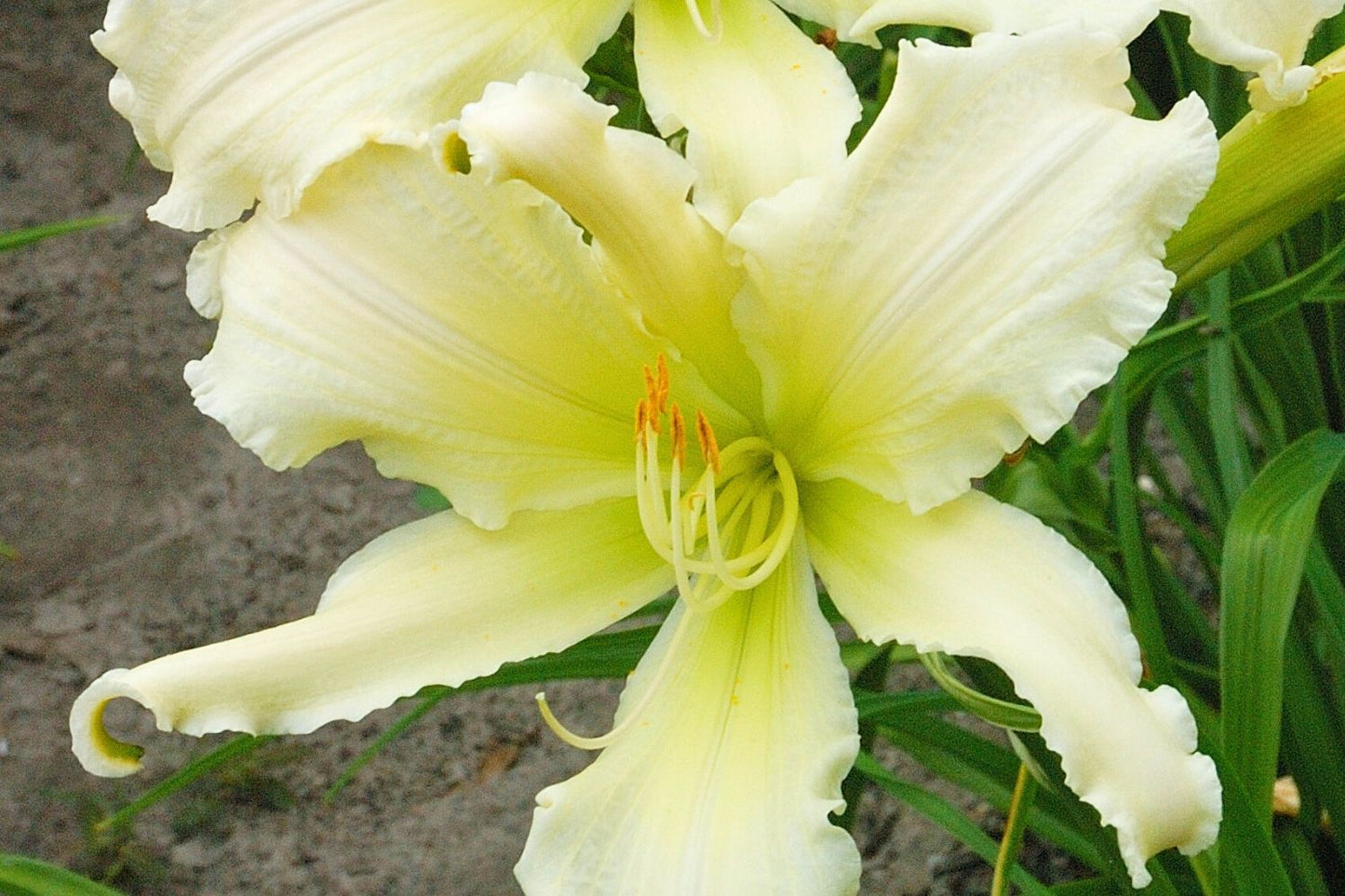 Hemerocallis 'Heavenly Angel Ice' Großblumige Taglilie