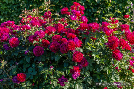 Rose 'Thomas à Becket' ® Englische Rose