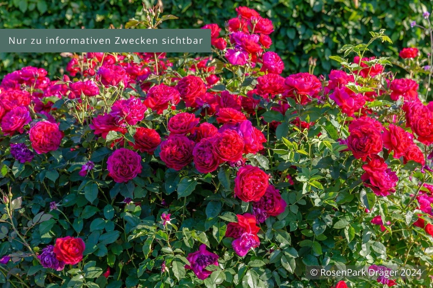 Rose 'Thomas à Becket' ® Englische Rose