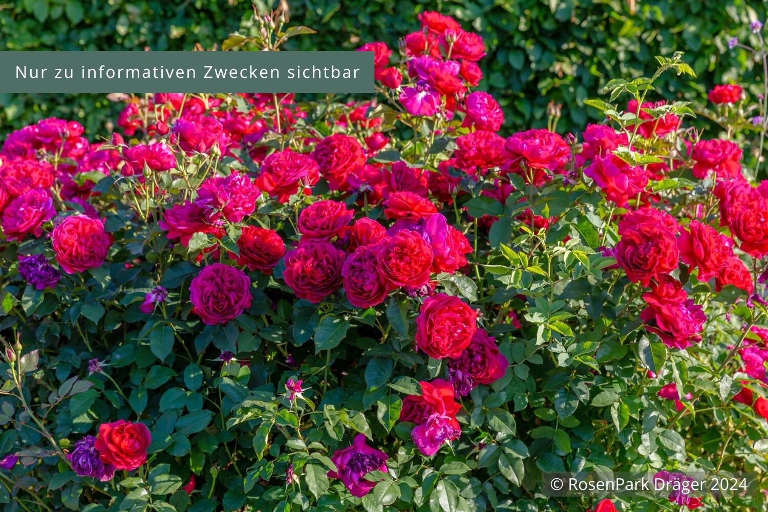 Rose 'Thomas à Becket' ® Englische Rose