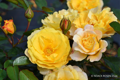 Rose 'Sonnenglanz' Bodendeckerrose