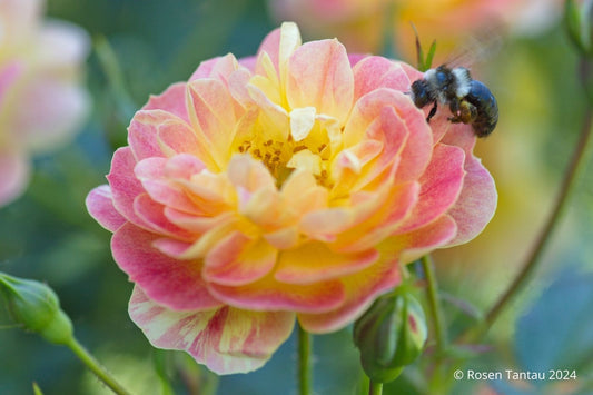Rose 'Bienenweide' ® fruity Bodendeckerrose